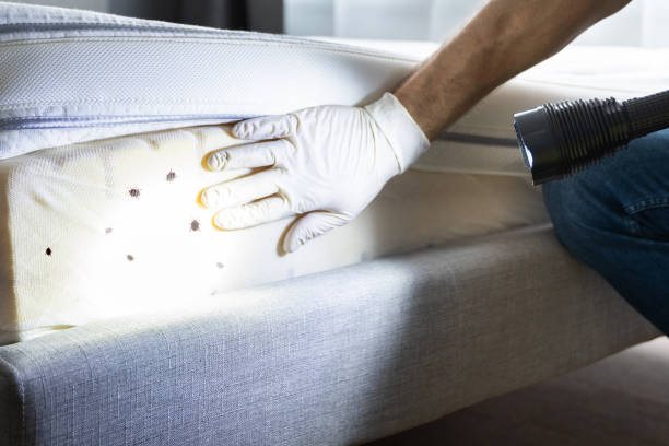 Best Best Pest Control Companies  in Westchase, FL