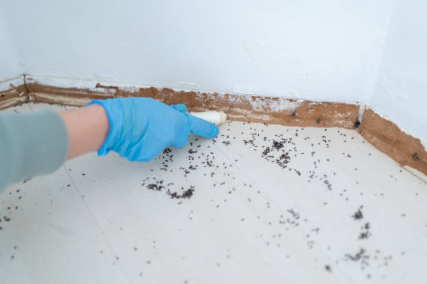 Best Best Pest Control Companies  in Westchase, FL